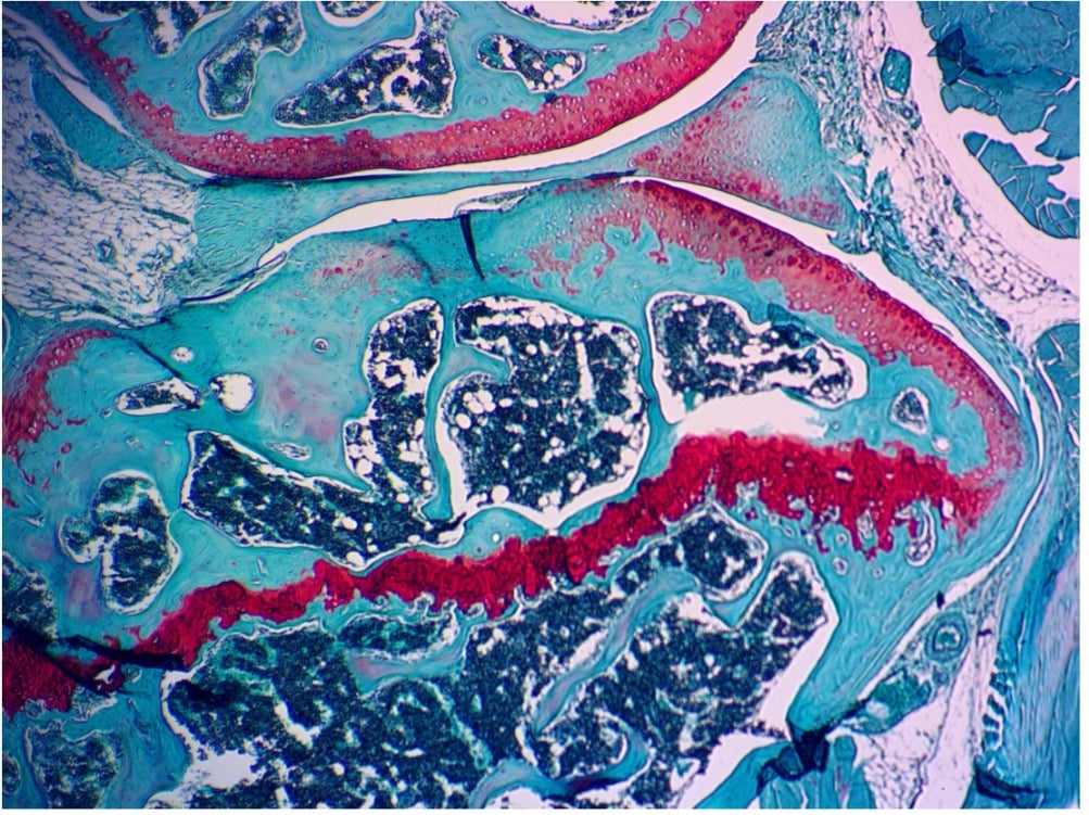Histological staining of the knee joint
